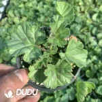 Pelargonium dolomiticum