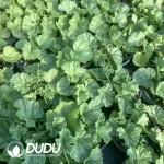 Pelargonium dolomiticum - Image 2