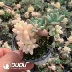 Sedum pachyphyllum Yin Yang Variegated Clustering (Not Silky)
