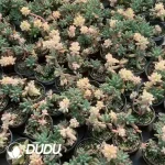 Sedum pachyphyllum Yin Yang Variegated Clustering (Not Silky) - Image 2