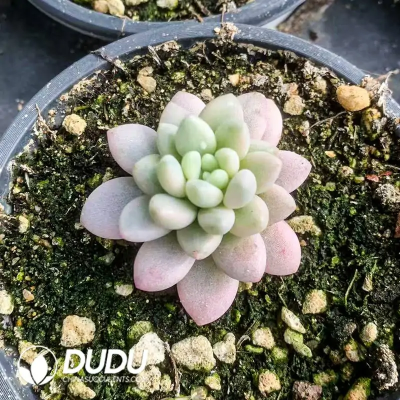 1756122324-e201-97-1.webp Graptopetalum Rococo Variegated - Image 1