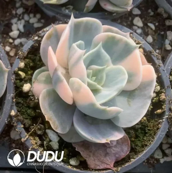 Echeveria Swan Lake - Image 2