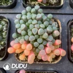 Fenestraria Aurantiaca Yinyang Variegated