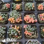 Fenestraria Aurantiaca Yinyang Variegated - Image 2