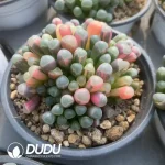 Fenestraria Aurantiaca Variegated