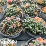 Fenestraria Aurantiaca Variegated - Image 2