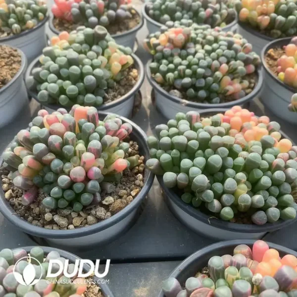 1756122347-e202-90-1.webp Fenestraria Aurantiaca Variegated - Image 2