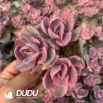 Echeveria Blue Rose Clustering