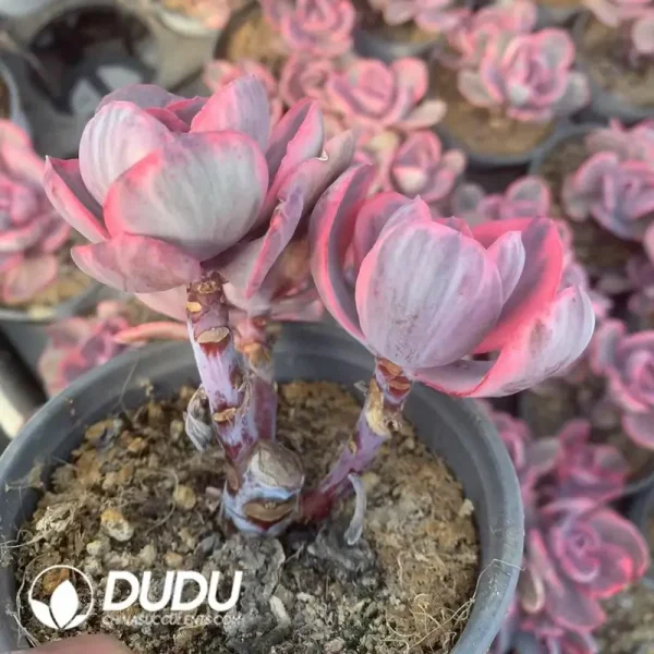 Echeveria Blue Rose Clustering - Image 2