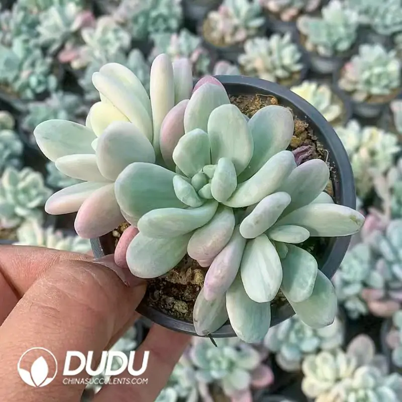 1756122367-e201-117-1.webp Graptopetalum Miul Variegated Clustering - Image 1