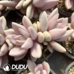 Echeveria Ruby Donna Variegated Double Head