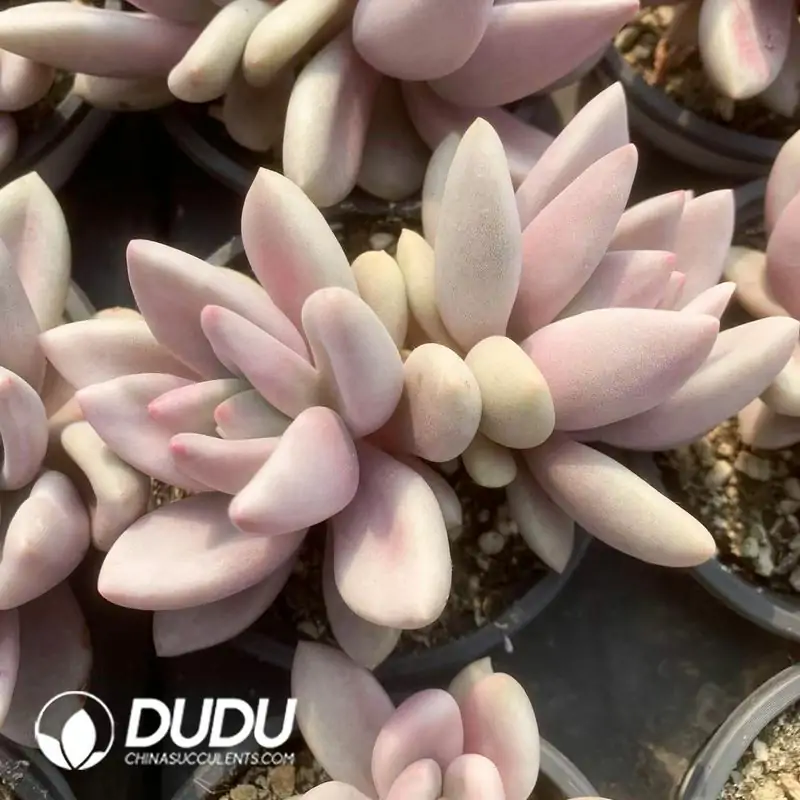 1756122377-e201-122-1.webp Echeveria Ruby Donna Variegated Double Head - Image 1