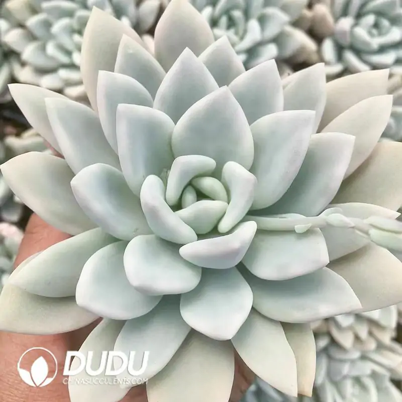 1756122381-e201-124-1.webp Graptoveria Opalina Variegated - Image 1