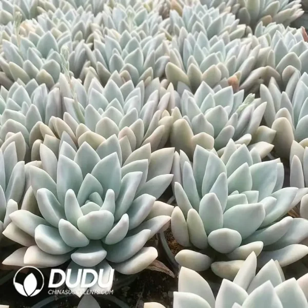 Graptoveria Opalina Variegated - Image 2