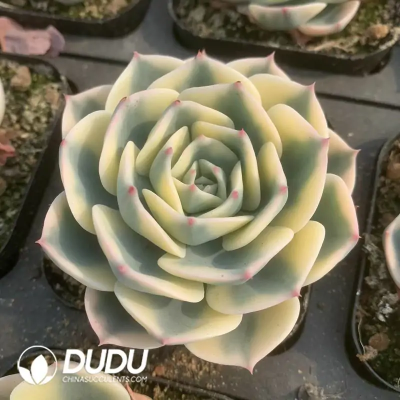 1756122399-e201-132-1.webp Echeveria Lenore Dean Variegated - Image 1