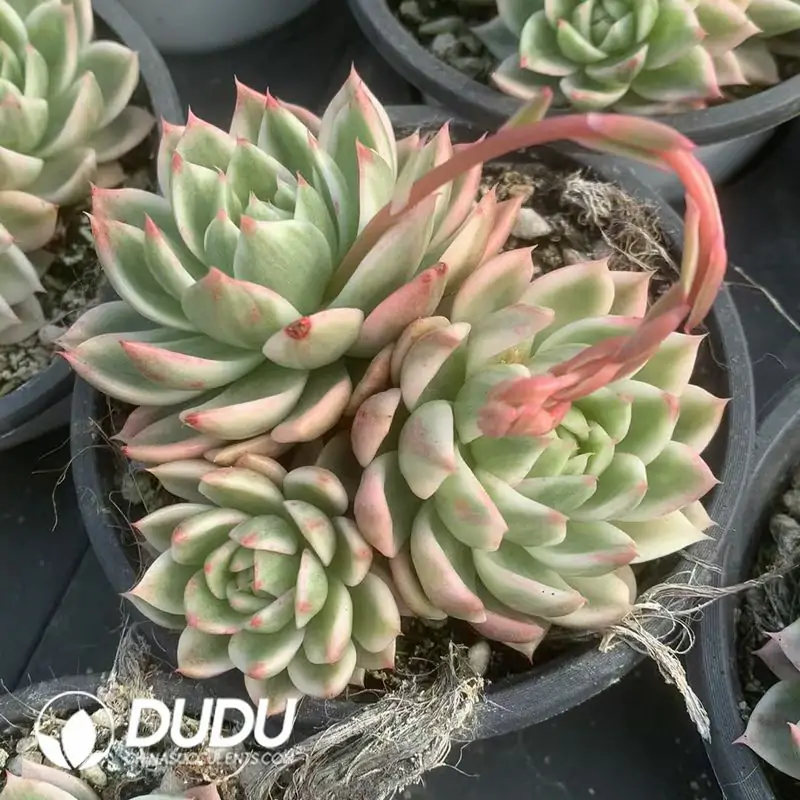 1756122404-e201-135.webp Echeveria Butterfly Flying Variegated 3 Heads - Image 1