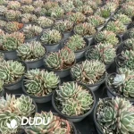 Echeveria Butterfly Flying Variegated 3 Heads - Image 2