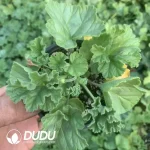 Pelargonium Ice Cream Grid