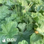 Pelargonium Ice Cream Grid - Image 2