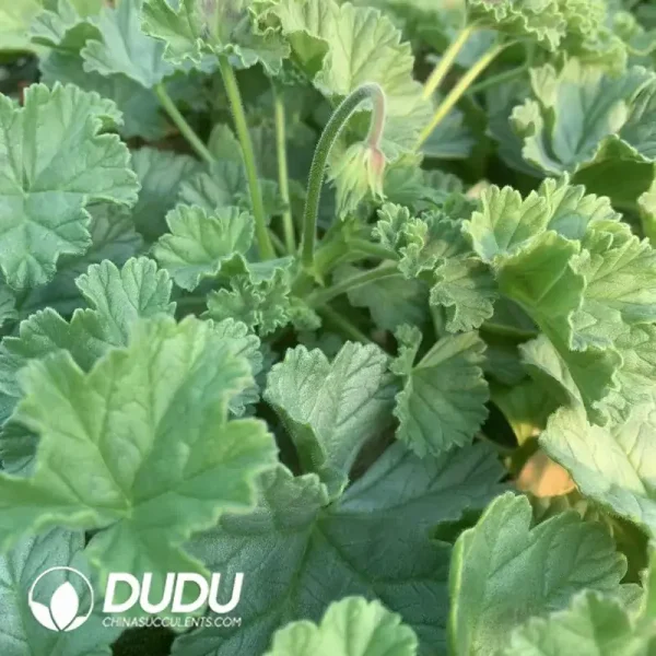 Pelargonium Ice Cream Grid - Image 2