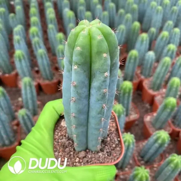 1756122416-e201-142-2.webp Trichocereus Pachanoi (With root) - Image 1