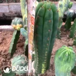 Trichocereus Pachanoi (Without root)