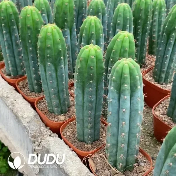 1756122418-e202-121-1.webp Trichocereus Pachanoi (With root) - Image 2