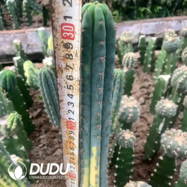 1756122420-e202-122-1.webp Trichocereus Pachanoi (Without root) - Image 2