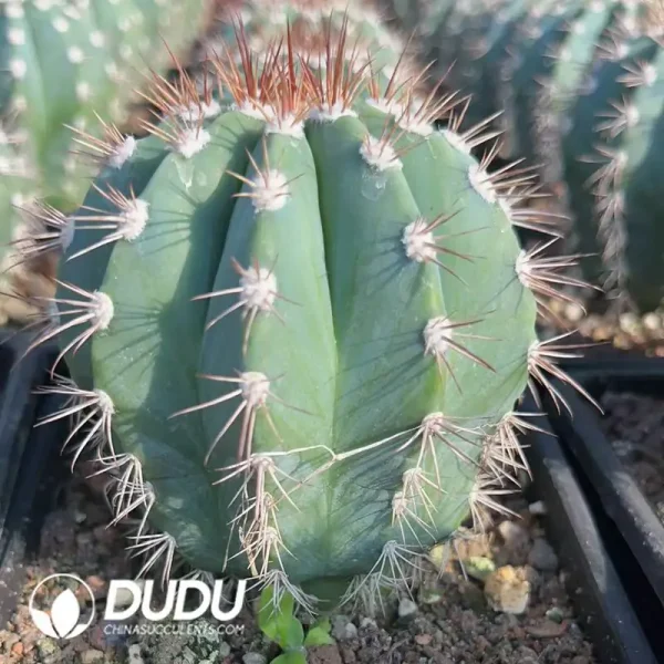 1756122423-e201-145-1.webp Melocactus Azureus - Image 1