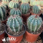 Melocactus Azureus - Image 2