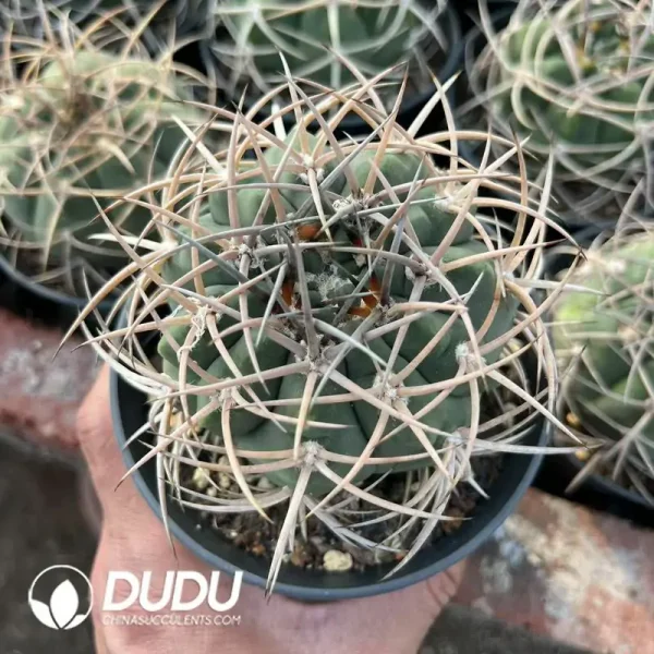 Gymnocalycium Cardenasianum - Image 1