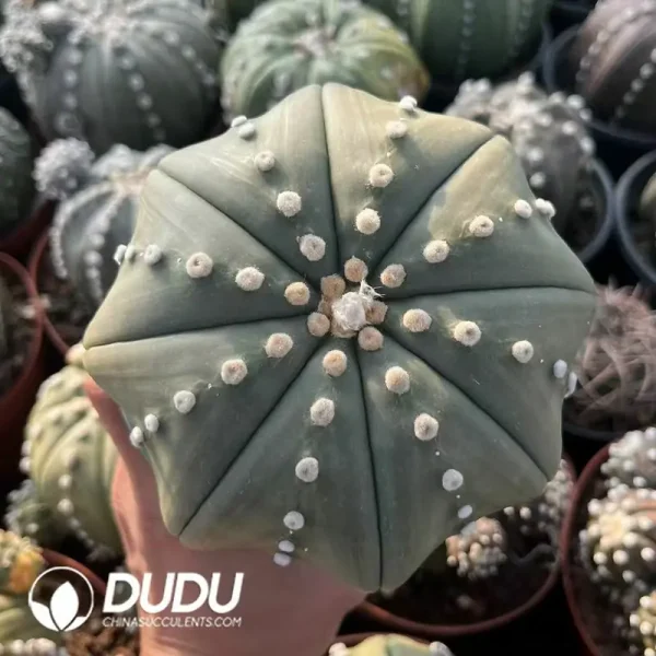 Astrophytum Asterias Big Star Type - Image 1