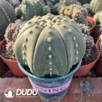 Astrophytum Asterias Big Star Type - Image 2