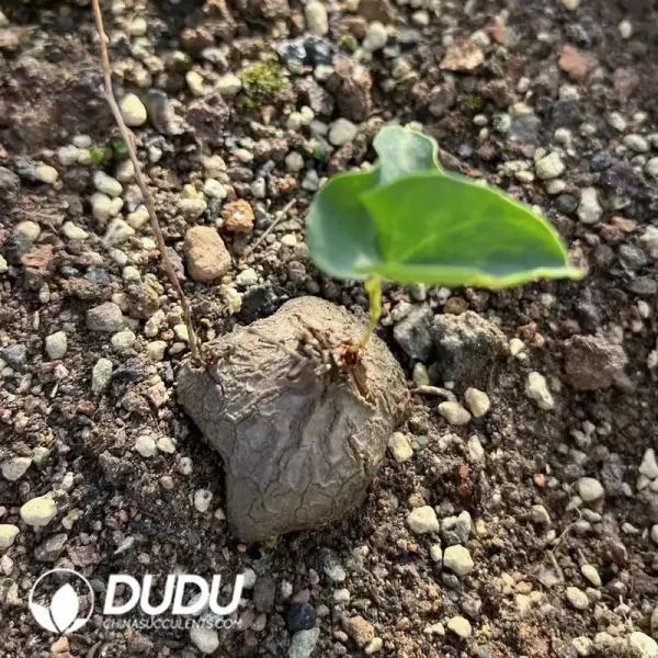 Dioscorea elephantipes - Image 1