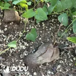 Dioscorea elephantipes - Image 2