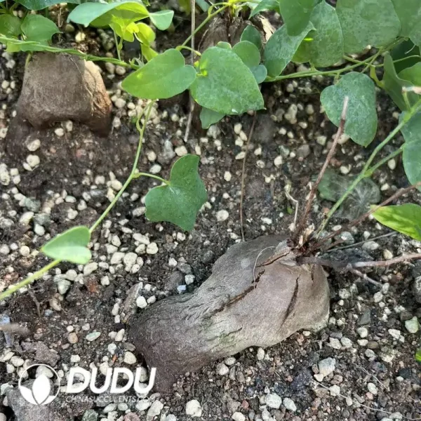 Dioscorea elephantipes - Image 2