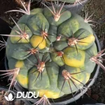 Cactus-Gymnocalycium saglionis (Cels) Britton & Rose Variegated