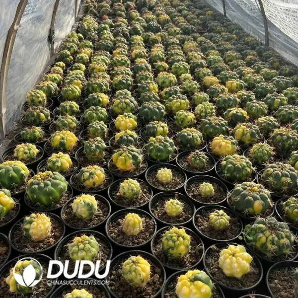 1756122434-e202-129-1.webp Cactus-Gymnocalycium saglionis (Cels) Britton & Rose Variegated - Image 2