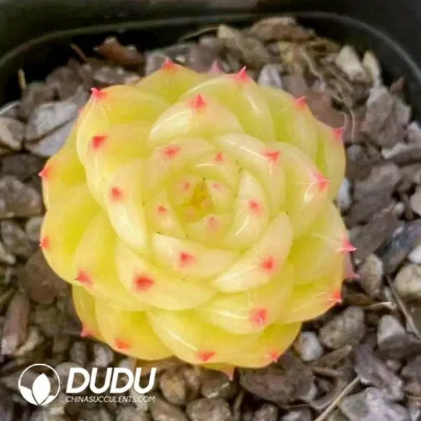 Echeveria Duruo Jenny - Image 1