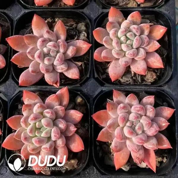 Echeveria Popcorn - Image 2