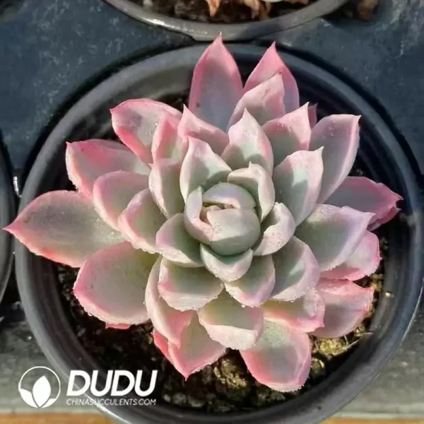 Echeveria Violet Variegated - Image 1