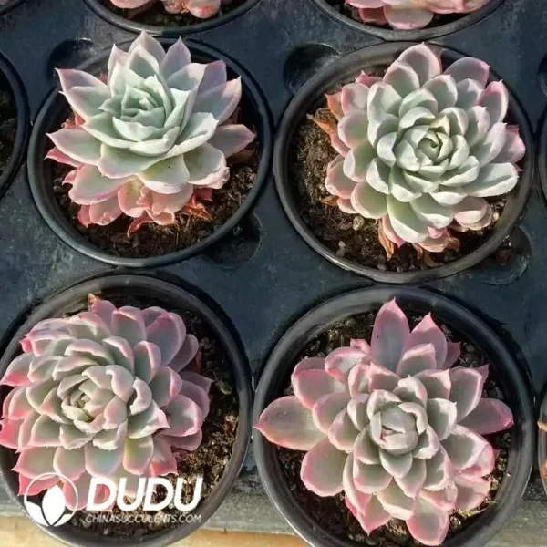 Echeveria Violet Variegated - Image 2