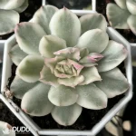 70MM Echeveria Purple Butterfly Variegated
