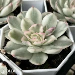70MM Echeveria Purple Butterfly Variegated - Image 2