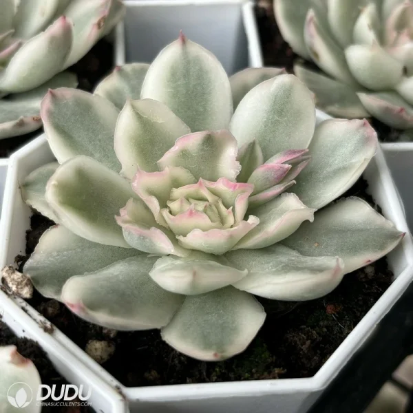70MM Echeveria Purple Butterfly Variegated - Image 2