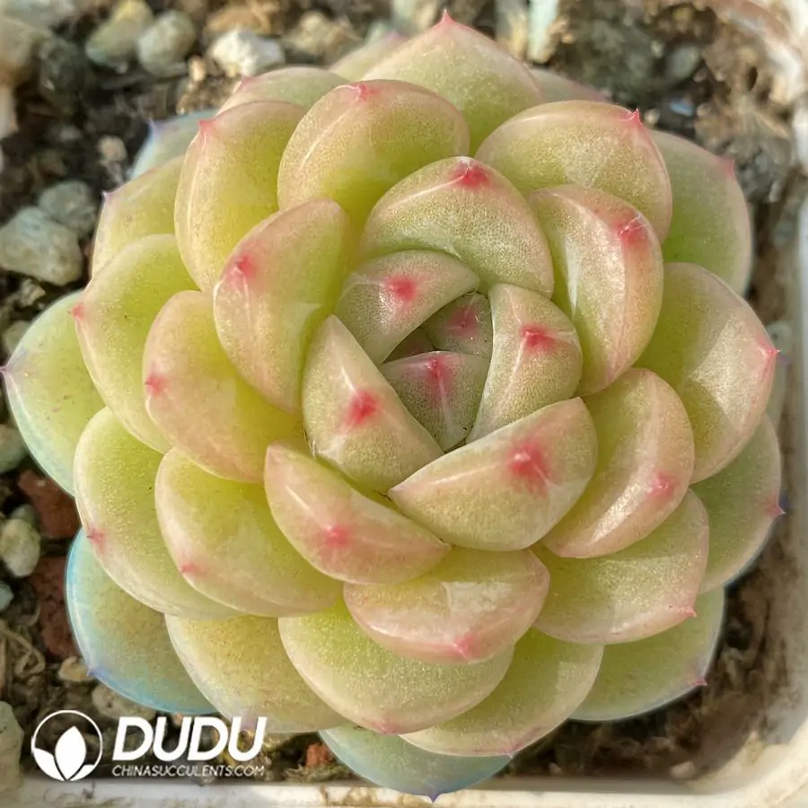 1756122475-e201-175-1.webp Echeveria Honey Puff - Image 1