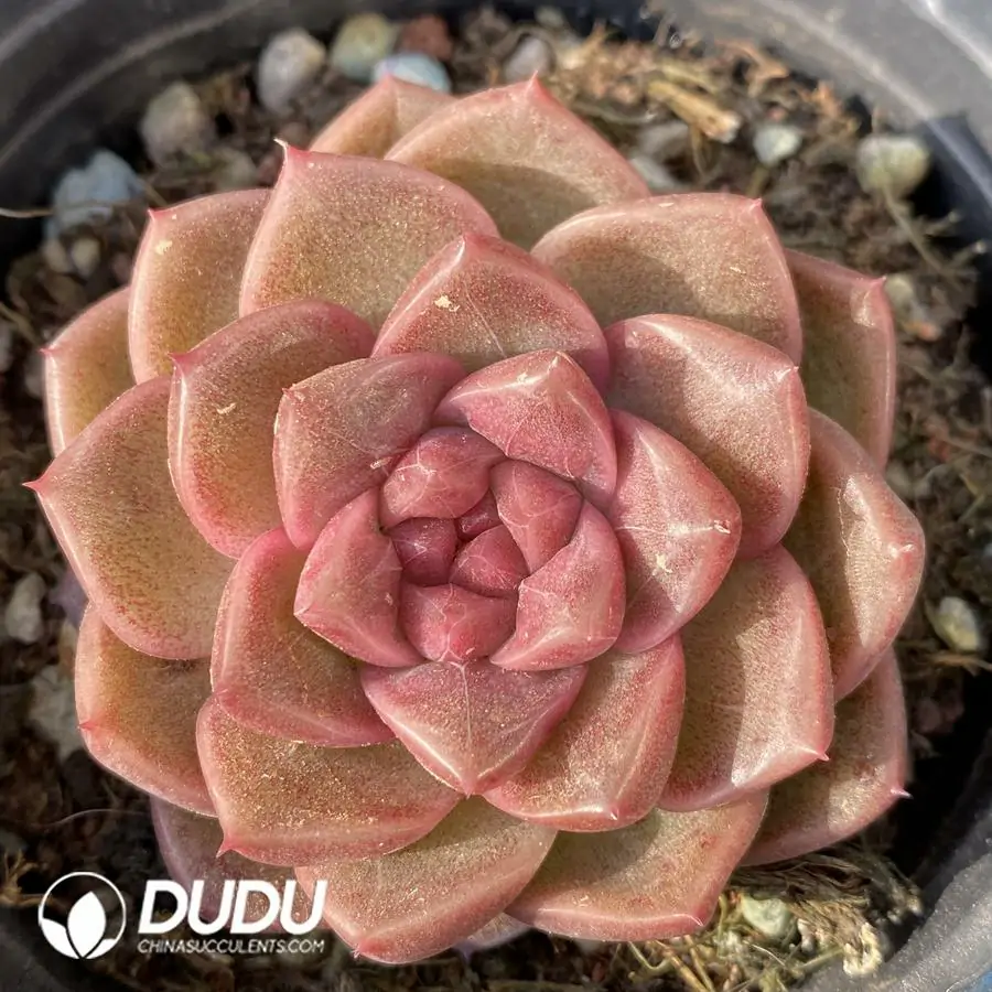 1756122514-e201-194-2.webp Echeveria Liuliu Mei - Image 1