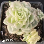 Echeveria wax peony Clustering