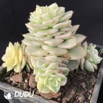 Echeveria wax peony Clustering - Image 2