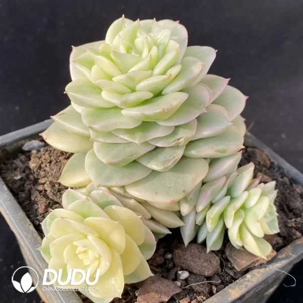 Echeveria wax peony Clustering - Image 3